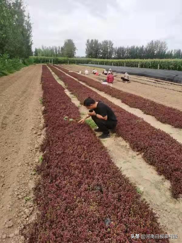 安阳市生态环境局宣教科主任科员睢晓康：一位驻村第一书记的倾情回忆，岁月无虚度，回眸当笑慰图2